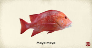 Popular Fish Varieties