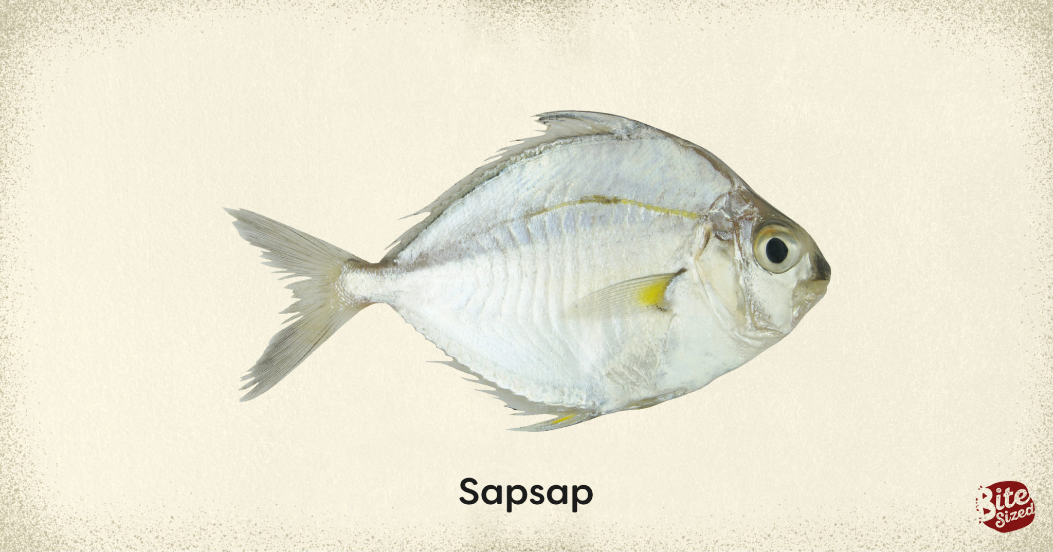 Food Almanac Popular Fish Varieties Bitesized.ph