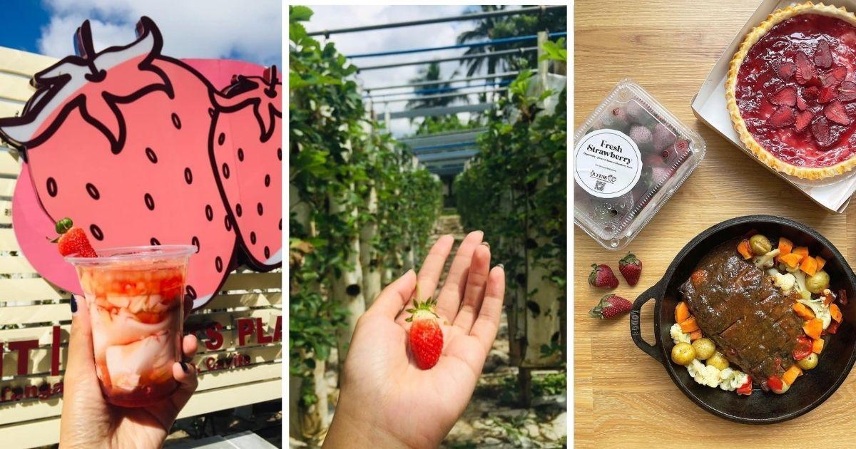 Benguet Too Far? Enjoy Strawberry-Picking at This Farm and Restaurant in Cavite
