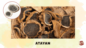 Atayan Cordillera Mushrooms