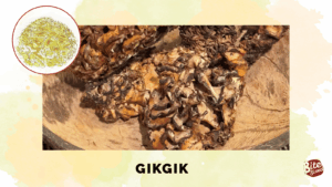 Gikgik - Cordillera Mushrooms