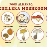 Cordillera Mushrooms