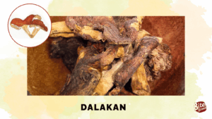 Dalakan Cordillera Mushrooms