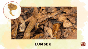 Cordillera Mushrooms