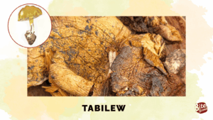Cordillera Mushrooms